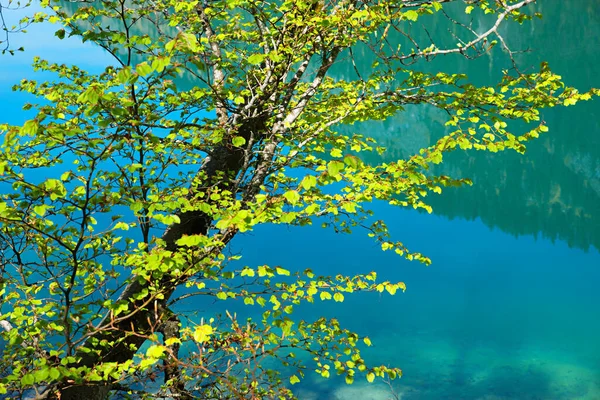 Abedul Orilla Del Lago Con Hojas Verdes Frescas Agua Turquesa — Foto de Stock