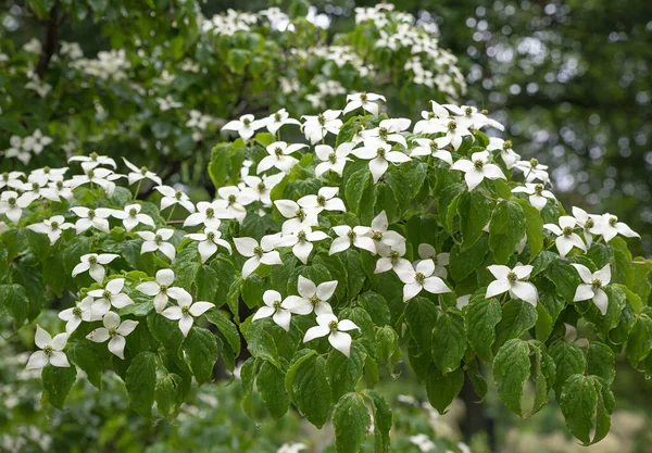 Čínský Bílý Kvetoucí Dříví Kukuřice Kousa Chinensis Keř — Stock fotografie