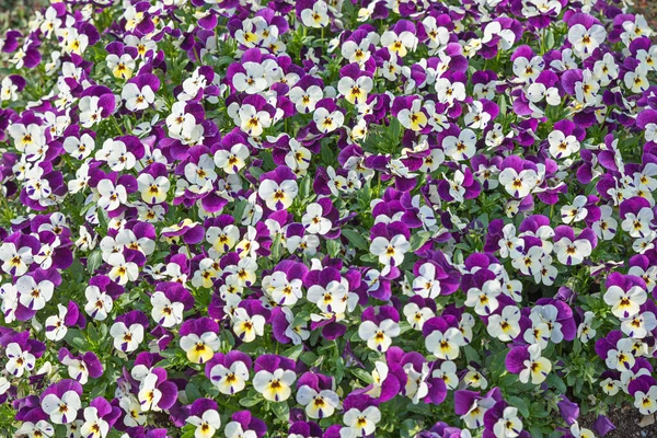 Krásné Květinové Pozadí Kvetoucí Housle Fialová Bílá Barva — Stock fotografie
