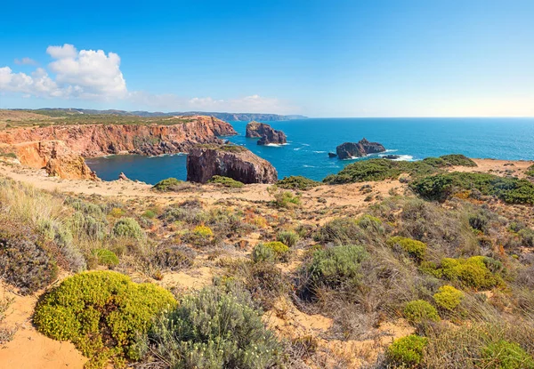 Vegetazione Mediterranea Costa Vicentina Algarve Occidentale Portogallo Vicino Carrapateira — Foto Stock