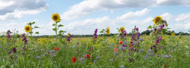 field with variety of bee-friendly flowers, blue sky with clouds. summer panorama landscape