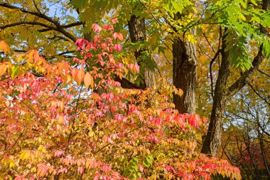 Sonbaharda ağaç ve renkli yapraklar, Euonimus ve akasya dalları