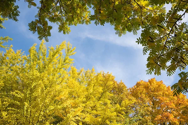 View Bottom Tree Crowns Ginkgo Biloba Acacia Autumn —  Fotos de Stock