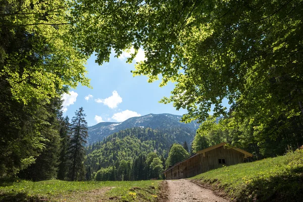Hiking Route Kreuth Siebenhueten Blauberge Mountains Beech Trees Wooden Hut — Stockfoto