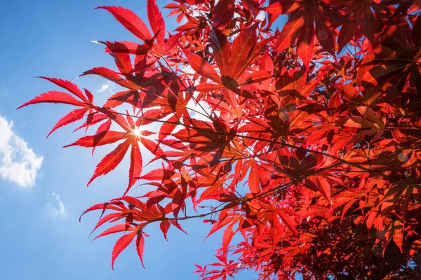 Äste Japanischer Ahornbäume Herbstliche Farben Helle Sonne Und Blauer Himmel — Stockfoto