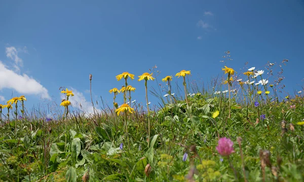 Meadow Blooming Arnica Marguerites Alpine Flowers Blue Sky Background Copy — стоковое фото