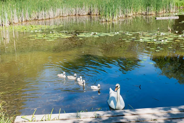 Pond Swan Family Water Lilies Moor Landscape Benediktbeuern —  Fotos de Stock