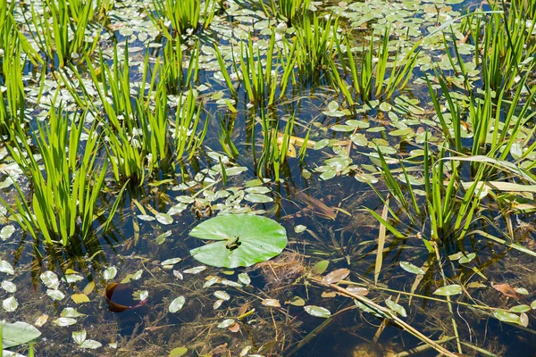 Moorland Pond Green Plants Frog Sitting Water Lily Leaf Bright — Zdjęcie stockowe