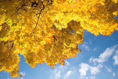 view from bottom up to crown of maple tree with autumnal golden leaves, sunny october day. blue sky