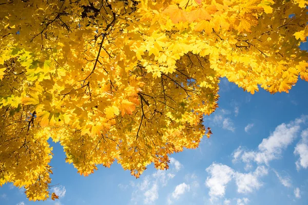 View Bottom Crown Maple Tree Autumnal Golden Leaves Sunny October —  Fotos de Stock