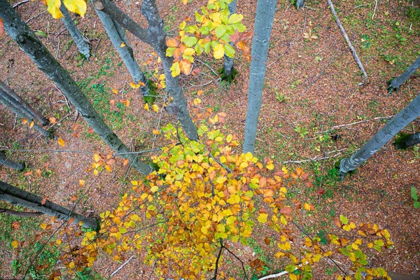 Beech Tree Forest Autumnal Colors Birds Eye View — Zdjęcie stockowe