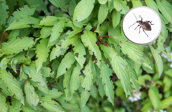 Green Leaves Snowball Bush Feeding Damage Black Weevil Button Image — Stock fotografie