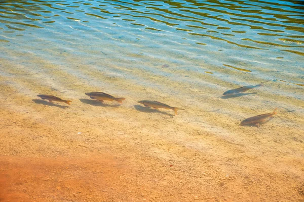 Group Fishes Shallow Water Mountain Lake — Zdjęcie stockowe