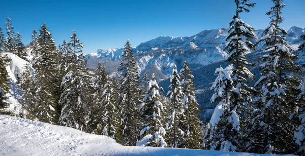 Wintry Forest Kreuzeck Mountain Wetterstein Alps Garmisch Upper Bavaria — Stock fotografie