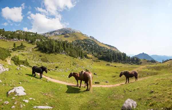 South German Draft Horses Mountain Pasture — Zdjęcie stockowe