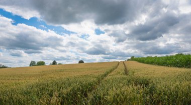 wheat field with track, sky overcasted with clouds, agricultural landscape bavaria