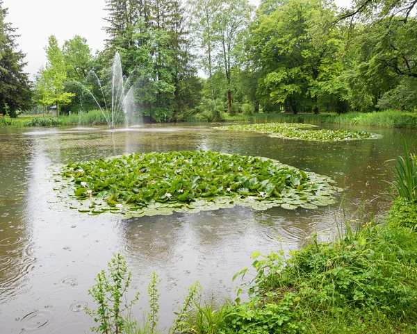Raindrops Falling Pond Blooming Water Lilies Green Lily Leaves Fountain — ストック写真