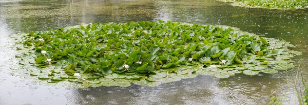 Raindrops Falling Pond Blooming Water Lilies Green Lily Leaves — Zdjęcie stockowe