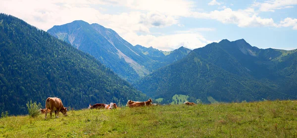 Alpine Pasture Grazing Cows View Mangfallgebirge Bavarian Alps Landscape Spitzing — Stockfoto