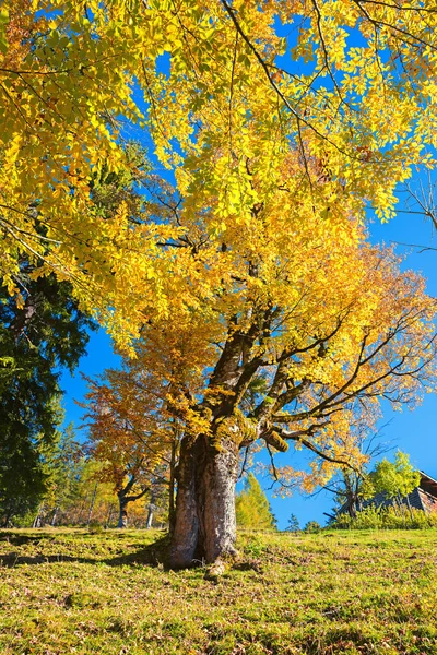 Colorful Autumnal Scenery Beech Tree Mountain Slope — Photo