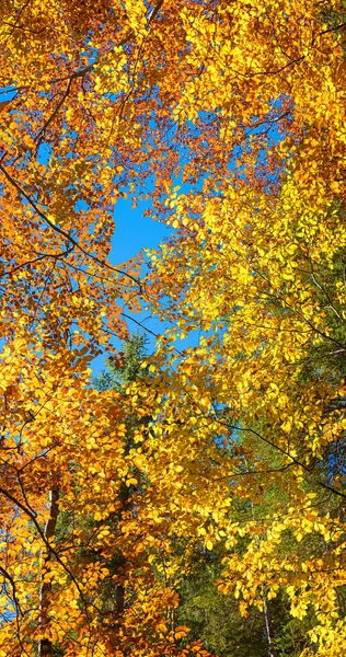 bright autumnal broad-leaf branches with golden and orange leaves. beech trees vertical