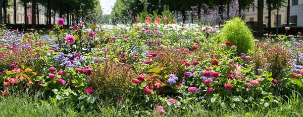 Beautiful Summer Flower Bed Pink Dahlias Red Zinnias Purple Ageratum — ストック写真