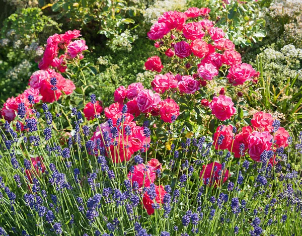 Blooming Pink Rose Busch Blue Lavender Blossoms Park — Stock Photo, Image