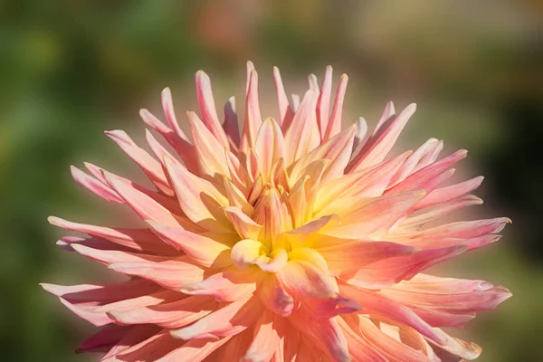 Yıldız Çiçeğinin Yarısı Kayısı Sarı Renkli Bulanık Bahçe Arkaplanı — Stok fotoğraf