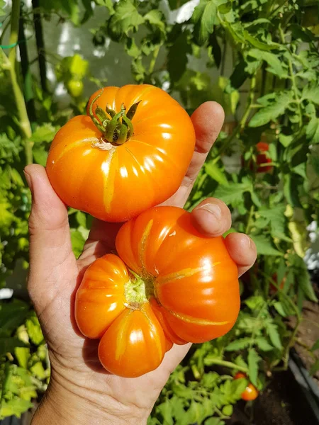 Mão Mulher Idosa Com Tomate Carne Colhida Estufa — Fotografia de Stock