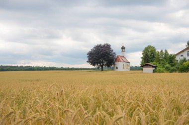 Sallanan tahıl tarlasının arkasındaki küçük şapel olgun kulaklarla, gri bulutlarla dolu gökyüzü.