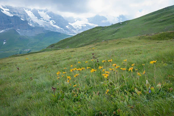 Луг Цветущими Цветами Арники Медицинское Растение Швейцарские Альпы Пейзаж — стоковое фото