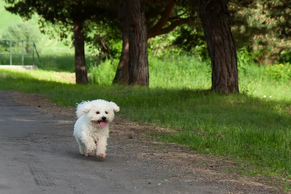 Bichon çalışır