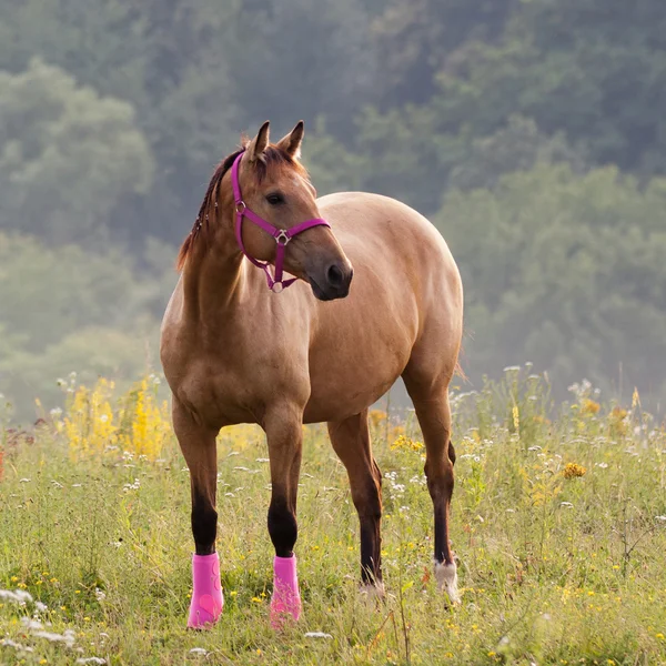 Paard van het kwart — Stockfoto