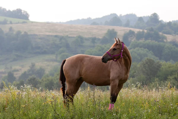 Quarto cavallo — Foto Stock