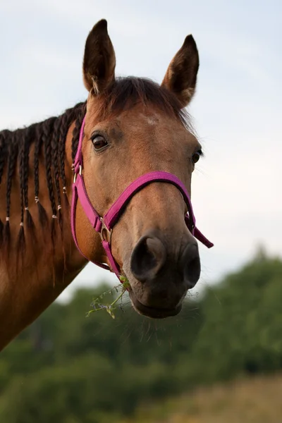 Quarto cavallo — Foto Stock