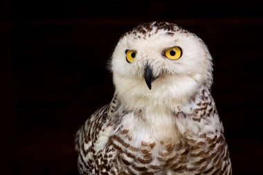 Bubo scandiacus