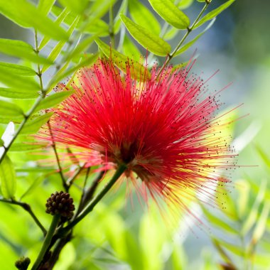 Callistemon