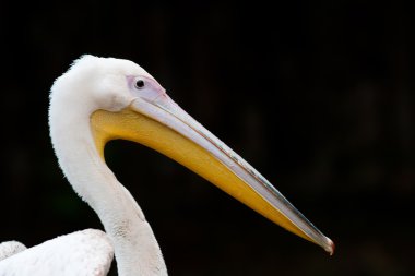 Pelikan portre