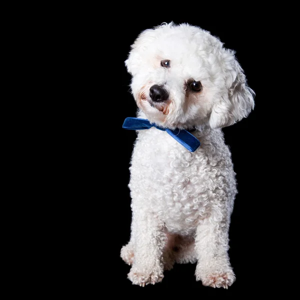 Bichon portre