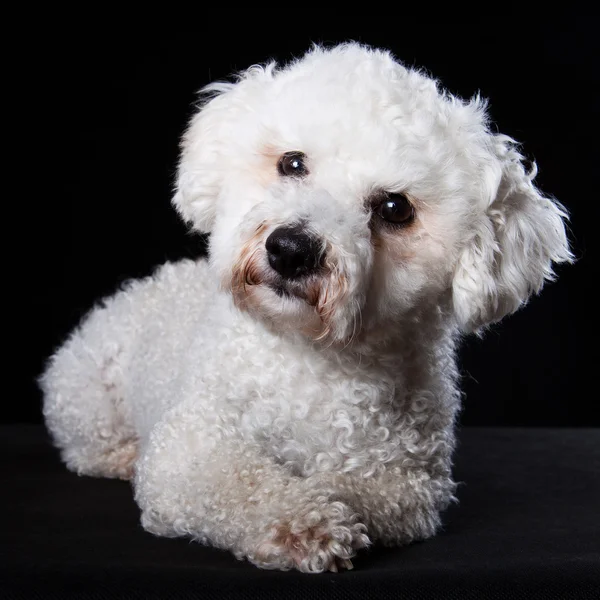 Retrato de Bichon — Foto de Stock