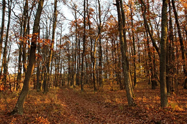 Осенний дубовый лес — стоковое фото