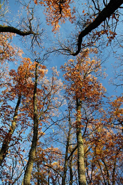 Autumn treetops — Stock Photo, Image