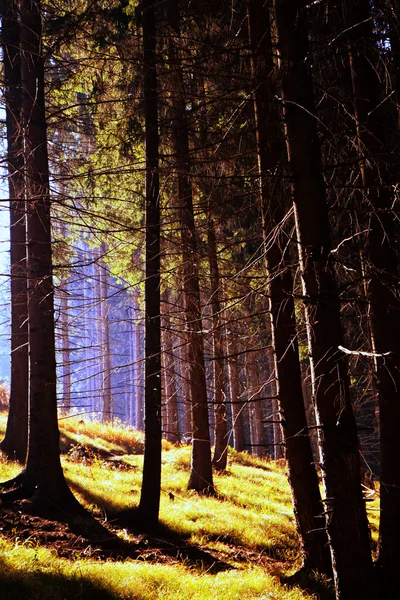 Autumn coniferous forest — Stock Photo, Image
