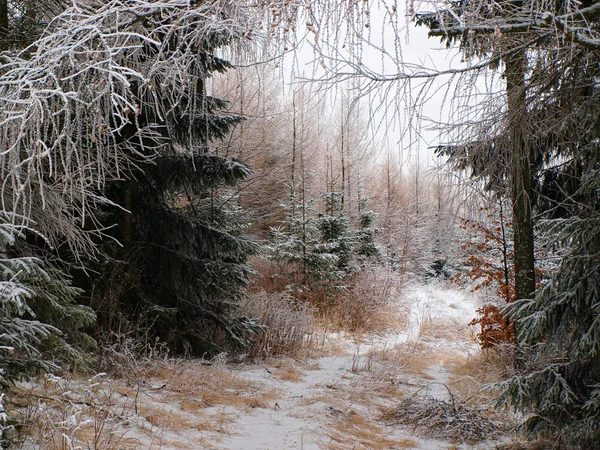 Лес, покрытый морозом — стоковое фото