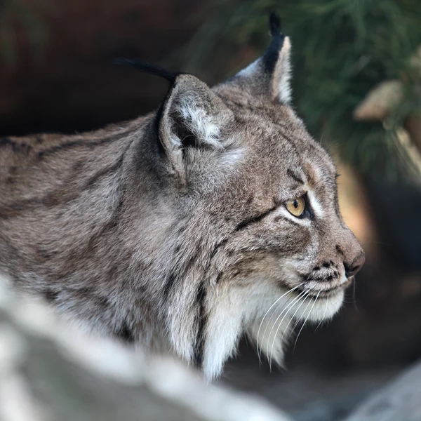 Lynx — Stock fotografie