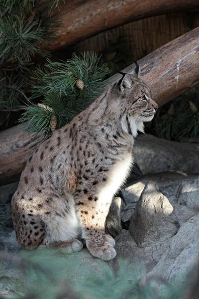 Luchs — Stockfoto