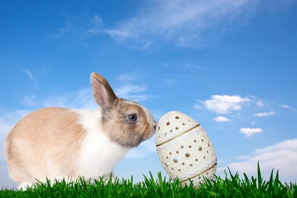 Il coniglio spinge l'uovo di Pasqua — Foto Stock