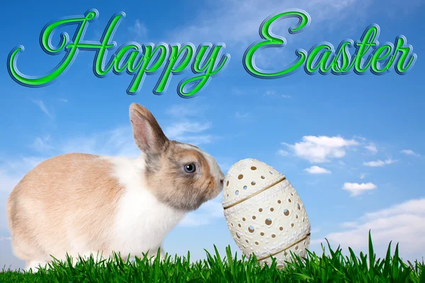Rabbit pushes Easter Egg — Stock Photo, Image