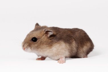 kahverengi hamster