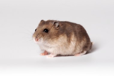 kahverengi hamster